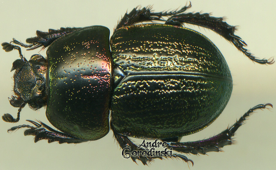 http://www.gorodinski.ru/geotrupes/Geotrupes xue.jpg